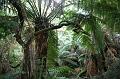 Tree fern gully, Pirianda Gardens IMG_7067